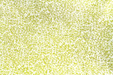 Tissu Popeline Coton Imprimé Minibranche Moutarde -Au Mètre