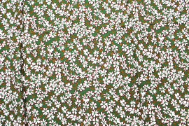 Tissu Viscose Imprimé Fleur Jada Vert -Au Mètre